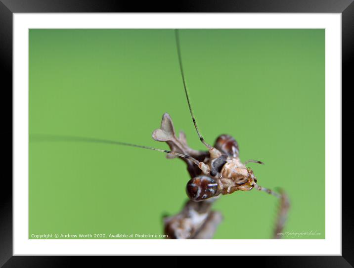 Cryptic mantis Framed Mounted Print by Andrew Worth