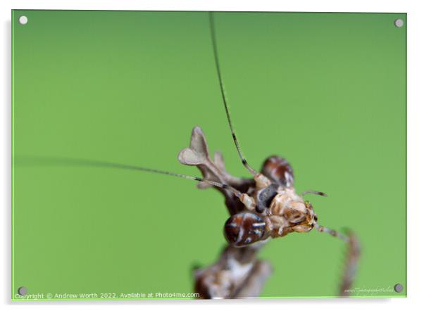 Cryptic mantis Acrylic by Andrew Worth