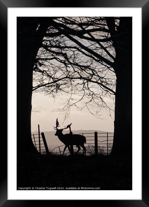 Stag in Petworth Park Framed Mounted Print by Chester Tugwell
