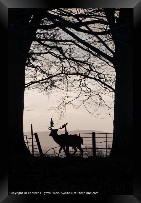 Stag in Petworth Park Framed Print by Chester Tugwell