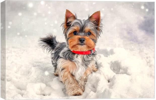 Little Lolly in the Winter Wonderland Canvas Print by Roger Mechan