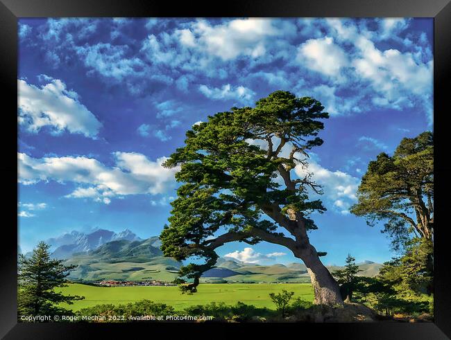 Windswept Pine on Isle of Man Framed Print by Roger Mechan