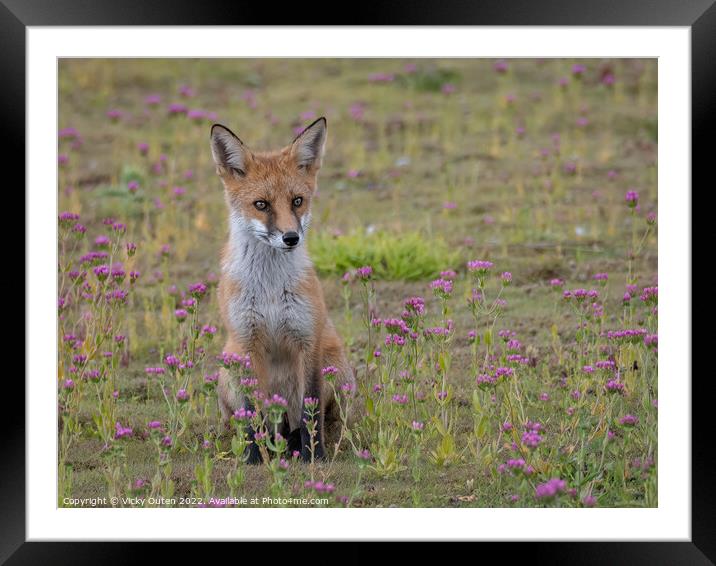 A fox cub sitting on the pink flowers Framed Mounted Print by Vicky Outen