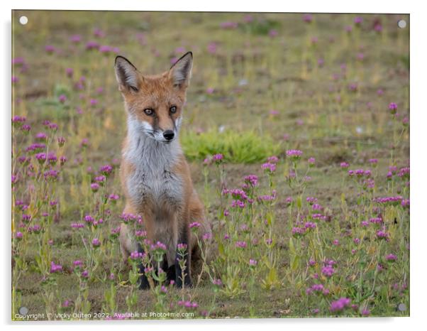 A fox cub sitting on the pink flowers Acrylic by Vicky Outen