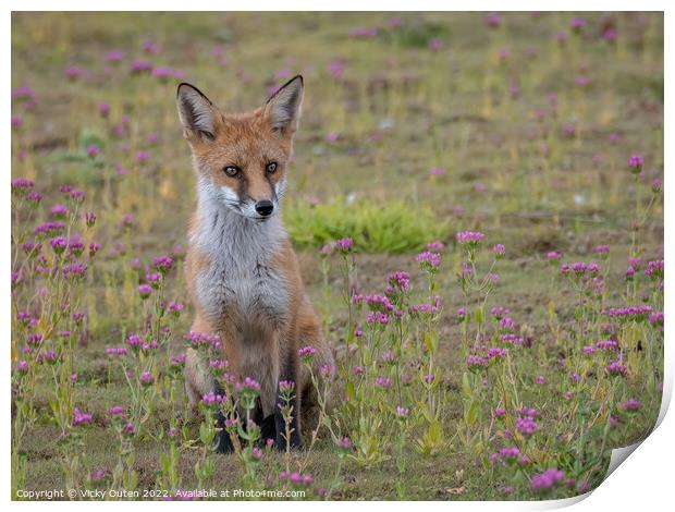A fox cub sitting on the pink flowers Print by Vicky Outen