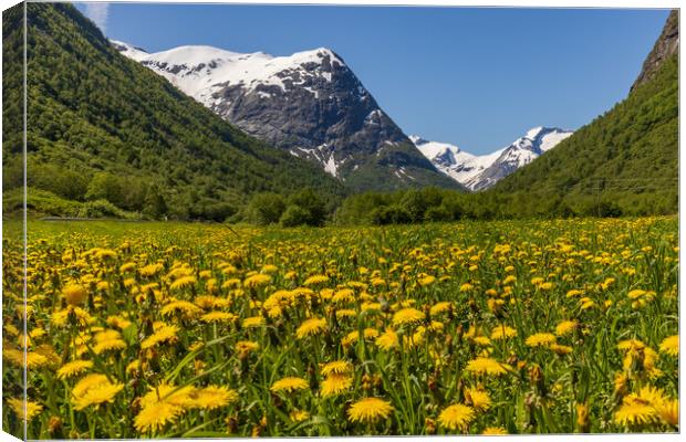Norway meadows Canvas Print by Thomas Schaeffer