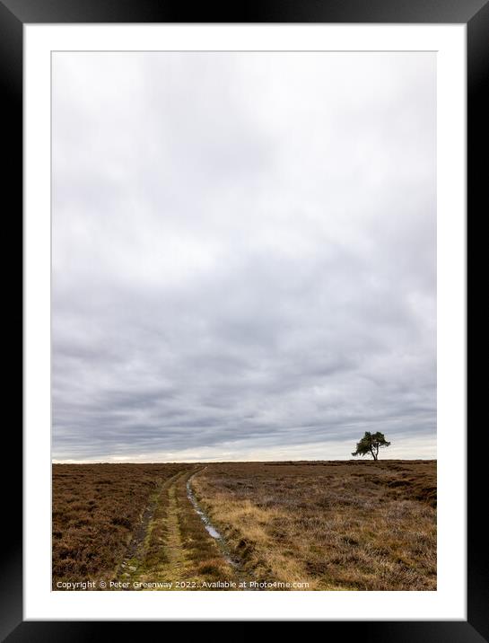 Lone Tree At Egton On The North Yorkshire Moor On An Overcast Da Framed Mounted Print by Peter Greenway