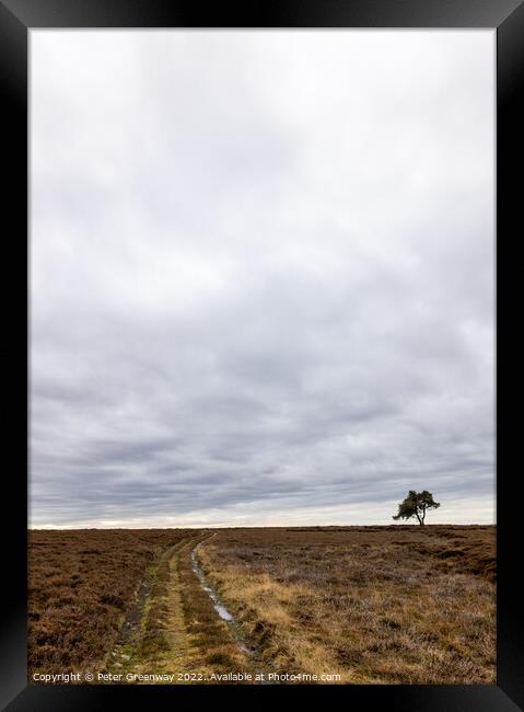 Lone Tree At Egton On The North Yorkshire Moor On An Overcast Da Framed Print by Peter Greenway