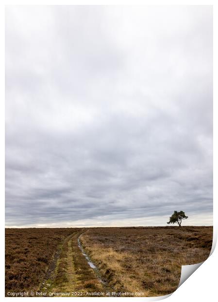 Lone Tree At Egton On The North Yorkshire Moor On An Overcast Da Print by Peter Greenway