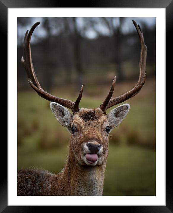 Funny deer  Framed Mounted Print by Gosia Niemczura