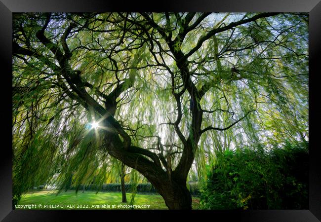 Magical willow tree 850 Framed Print by PHILIP CHALK