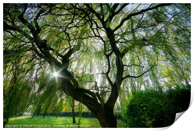 Magical willow tree 850 Print by PHILIP CHALK