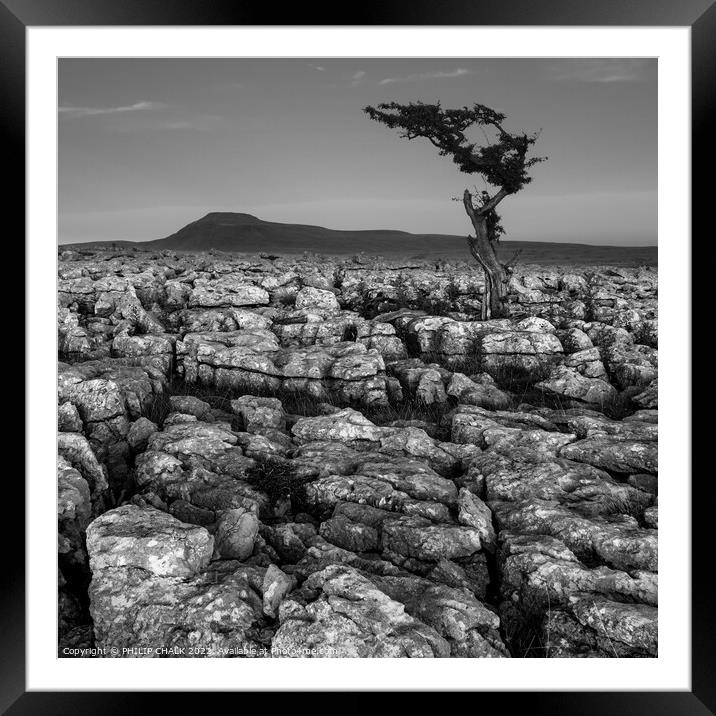 lone tree on Twistleton scar in the Yorkshire dales 852  Framed Mounted Print by PHILIP CHALK