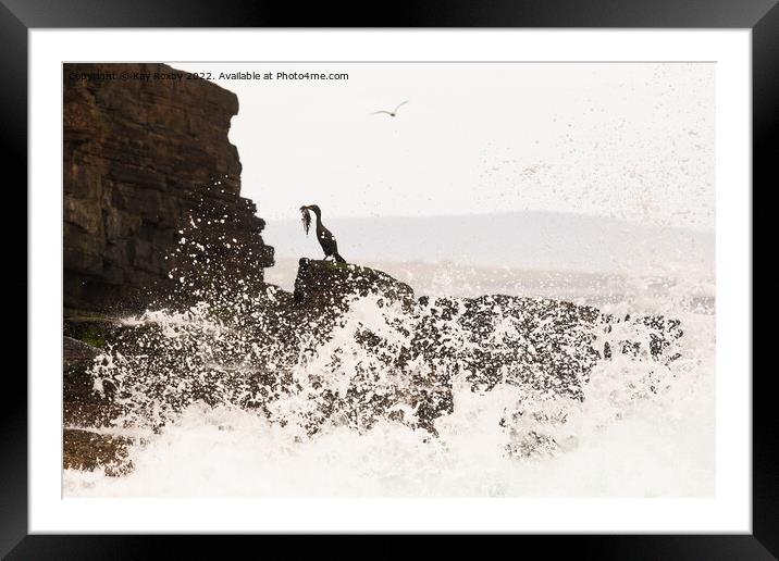 Shag carrying seaweed to build nest - Caithness, Scotland Framed Mounted Print by Kay Roxby