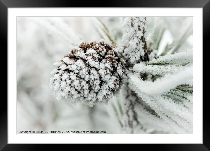 Frosty Pinecone Framed Mounted Print by STEPHEN THOMAS