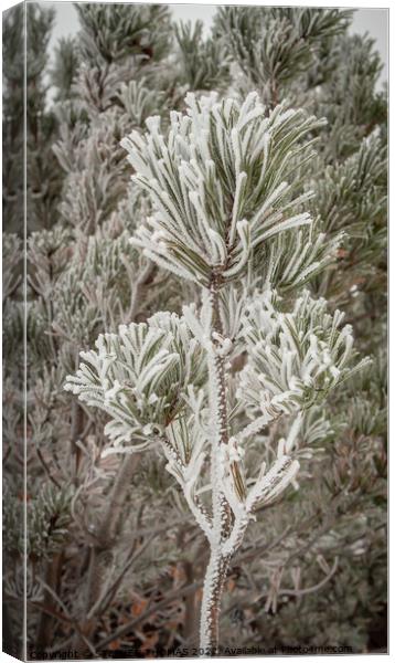 Frosty pine bough Canvas Print by STEPHEN THOMAS