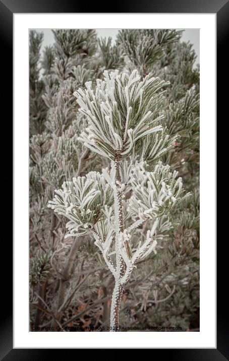 Frosty pine bough Framed Mounted Print by STEPHEN THOMAS