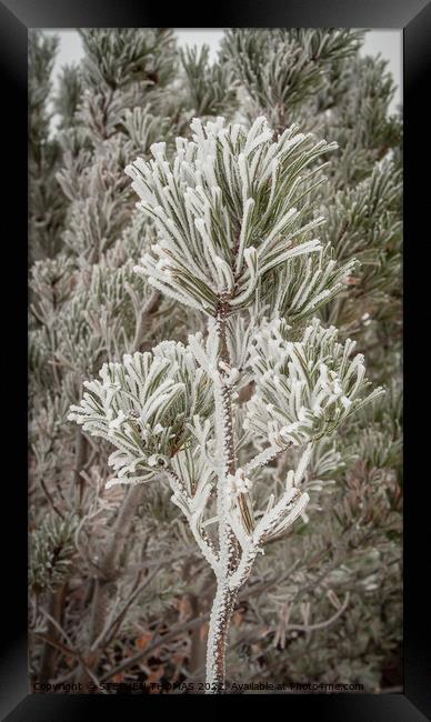 Frosty pine bough Framed Print by STEPHEN THOMAS