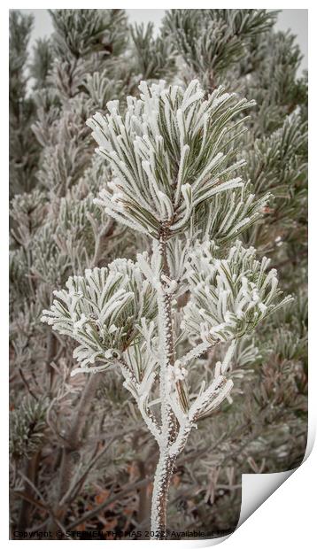 Frosty pine bough Print by STEPHEN THOMAS