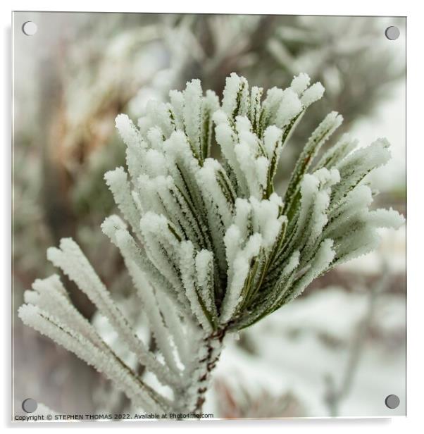 Frosty Pine Needles Acrylic by STEPHEN THOMAS