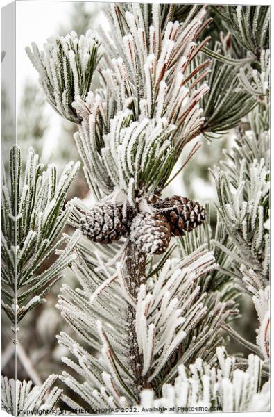 Frosty Pine Tree Canvas Print by STEPHEN THOMAS