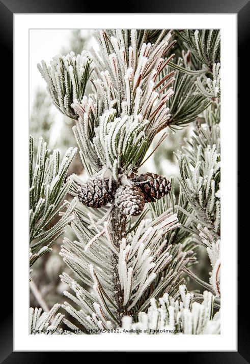 Frosty Pine Tree Framed Mounted Print by STEPHEN THOMAS