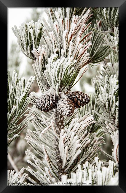 Frosty Pine Tree Framed Print by STEPHEN THOMAS
