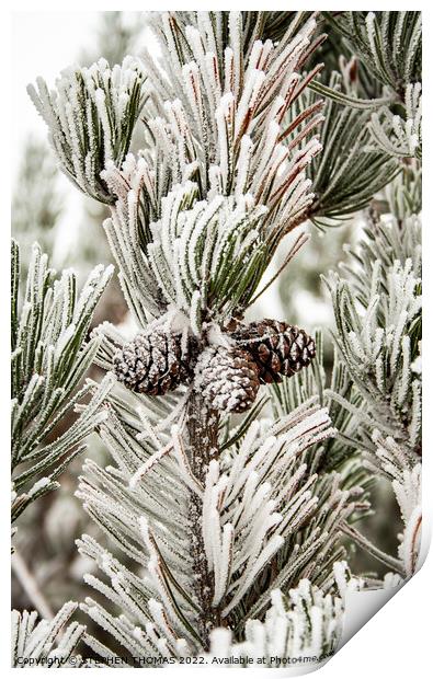 Frosty Pine Tree Print by STEPHEN THOMAS