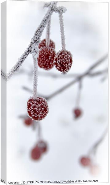 Little Frosty Crabapples Canvas Print by STEPHEN THOMAS