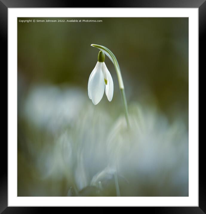 snowdrop flower  Framed Mounted Print by Simon Johnson