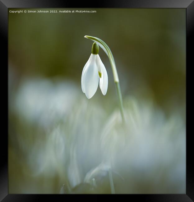 snowdrop flower  Framed Print by Simon Johnson