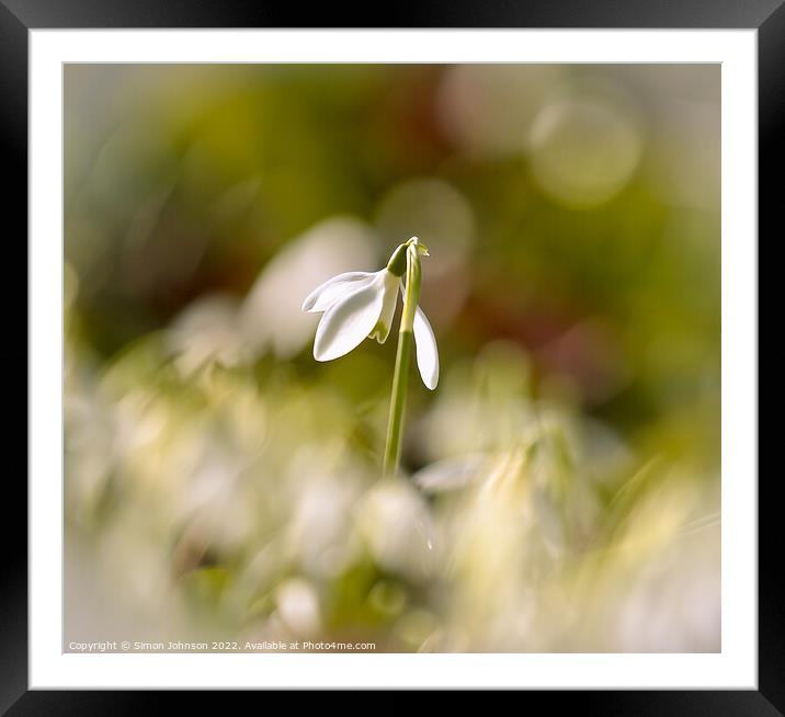 wind blown Snowdrop Framed Mounted Print by Simon Johnson