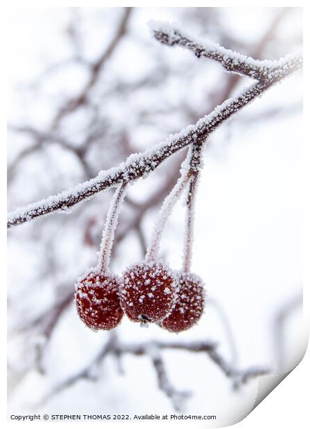  Three Little Frosty Crabapples Print by STEPHEN THOMAS