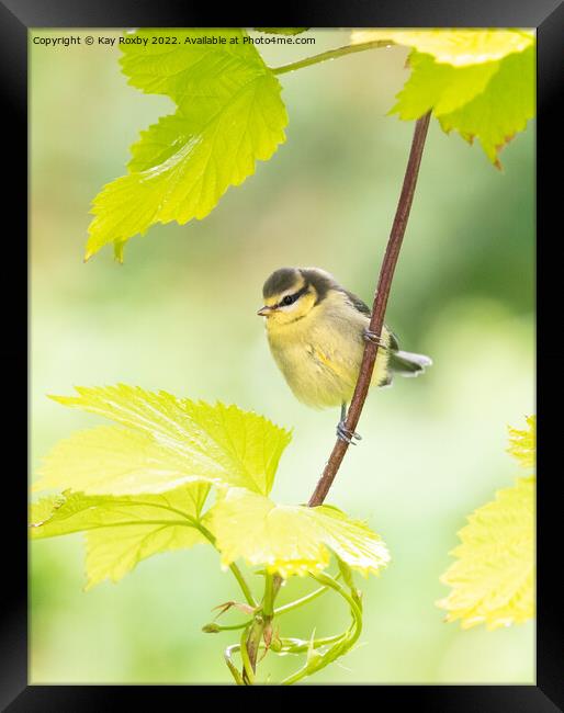 Baby blue tit Framed Print by Kay Roxby