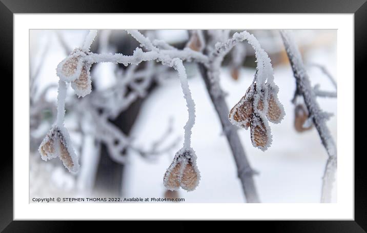 Frosty Elm seeds Framed Mounted Print by STEPHEN THOMAS