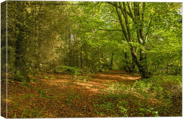 A Bright Sunny Patch in the Hensol Forest Autumn Canvas Print by Nick Jenkins