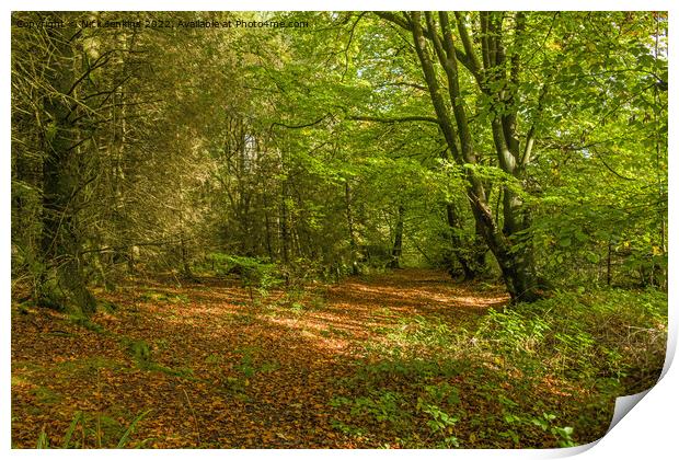 A Bright Sunny Patch in the Hensol Forest Autumn Print by Nick Jenkins