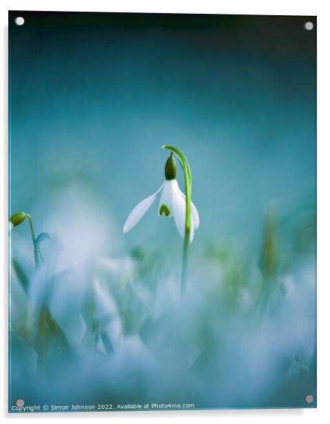 Snowdrop flower  Acrylic by Simon Johnson