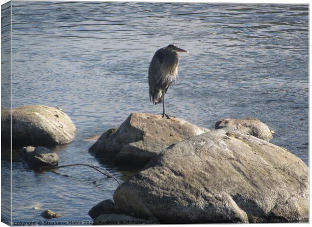 Heron on a rock Canvas Print by Stephanie Moore