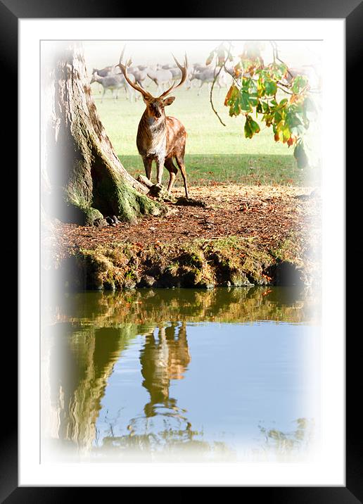 Stag and Water Framed Mounted Print by Richard Thomas