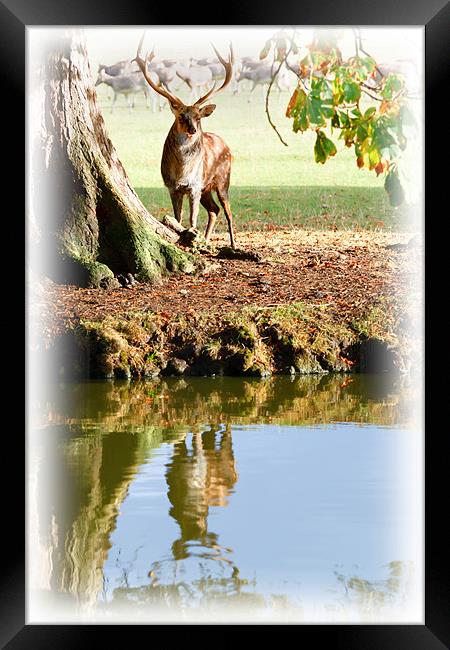 Stag and Water Framed Print by Richard Thomas