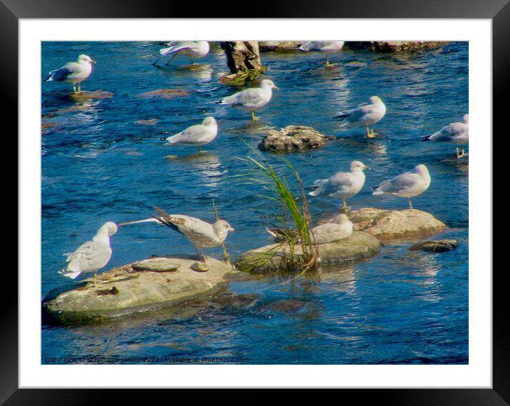 Seagulls Framed Mounted Print by Stephanie Moore