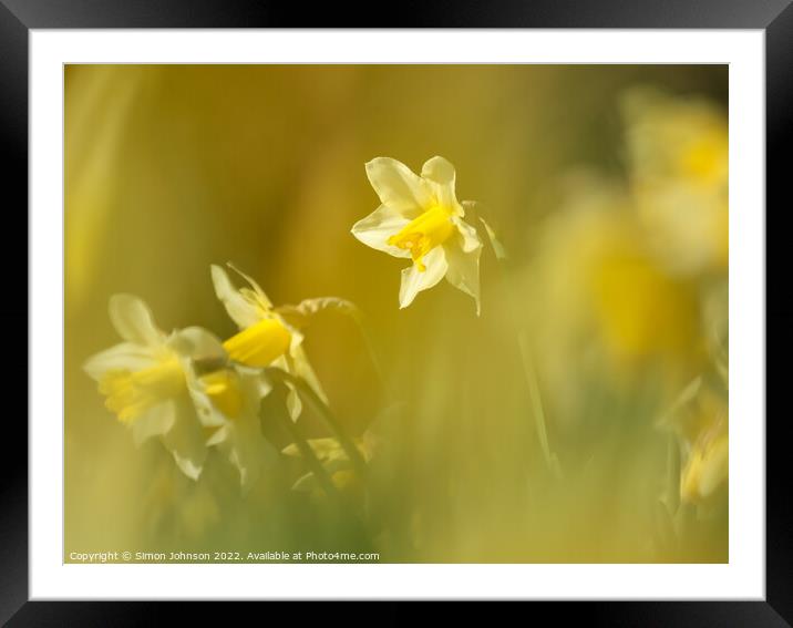 Daffodils Flower  Framed Mounted Print by Simon Johnson