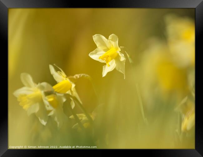 Daffodils Flower  Framed Print by Simon Johnson