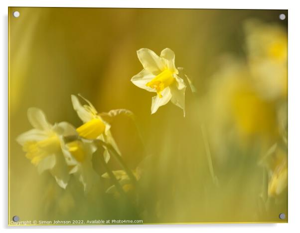 Daffodils Flower  Acrylic by Simon Johnson