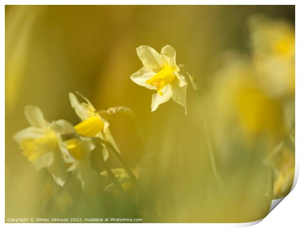 Daffodils Flower  Print by Simon Johnson