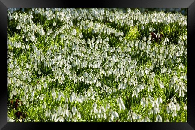 snowdrop flower field Framed Print by Simon Johnson
