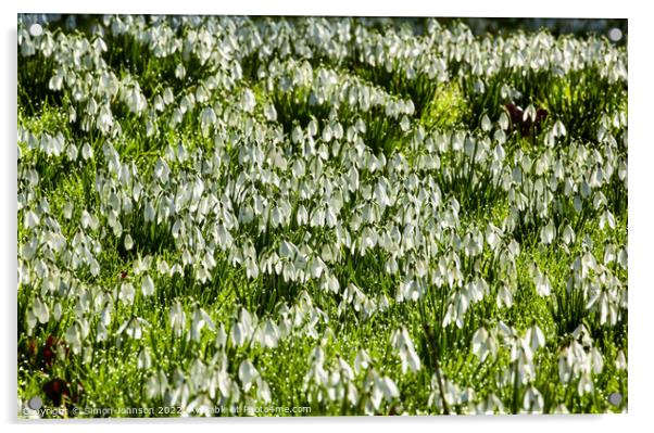 snowdrop flower field Acrylic by Simon Johnson