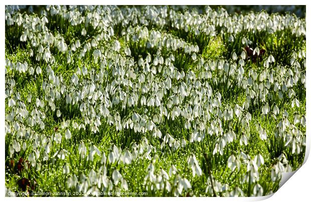 snowdrop flower field Print by Simon Johnson