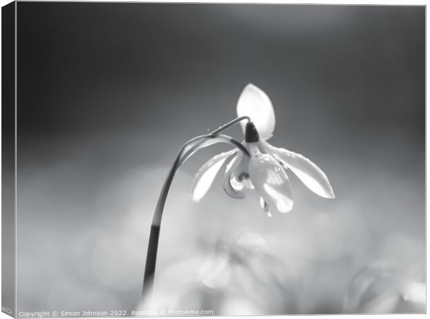 Snowdrop flower  Canvas Print by Simon Johnson